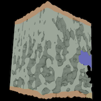 Dynamic response of stomata in relation to leaf anatomy